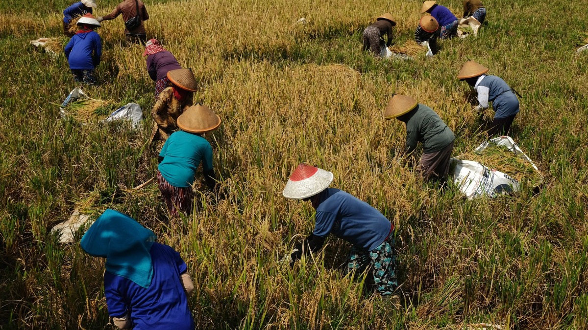 Okawati Art Shop - Worldwide Art Delivery - Traditional Balinese Rice Harvest Painting – A Story of Bali’s Farming Heritage