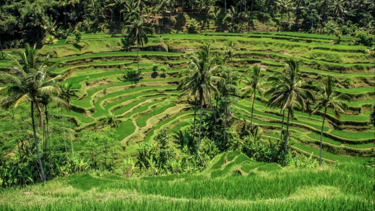 Okawati Art Shop - Worldwide Art Delivery - Traditional Balinese Rice Fields – The Beauty of Bali’s Rural Landscape