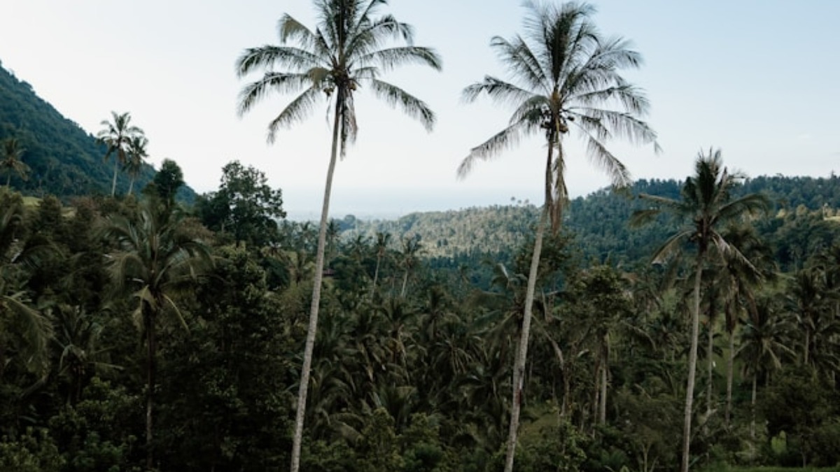 Coco Source - Your Trusted Source of Indonesian Coconut Sugar - The Sweet Success: Why Indonesia Dominates the Global Coconut Sugar Market?
